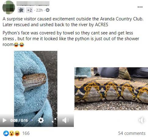 Python At Pasir Ris Country Club Gets Wrapped With Towel When Rescued ...