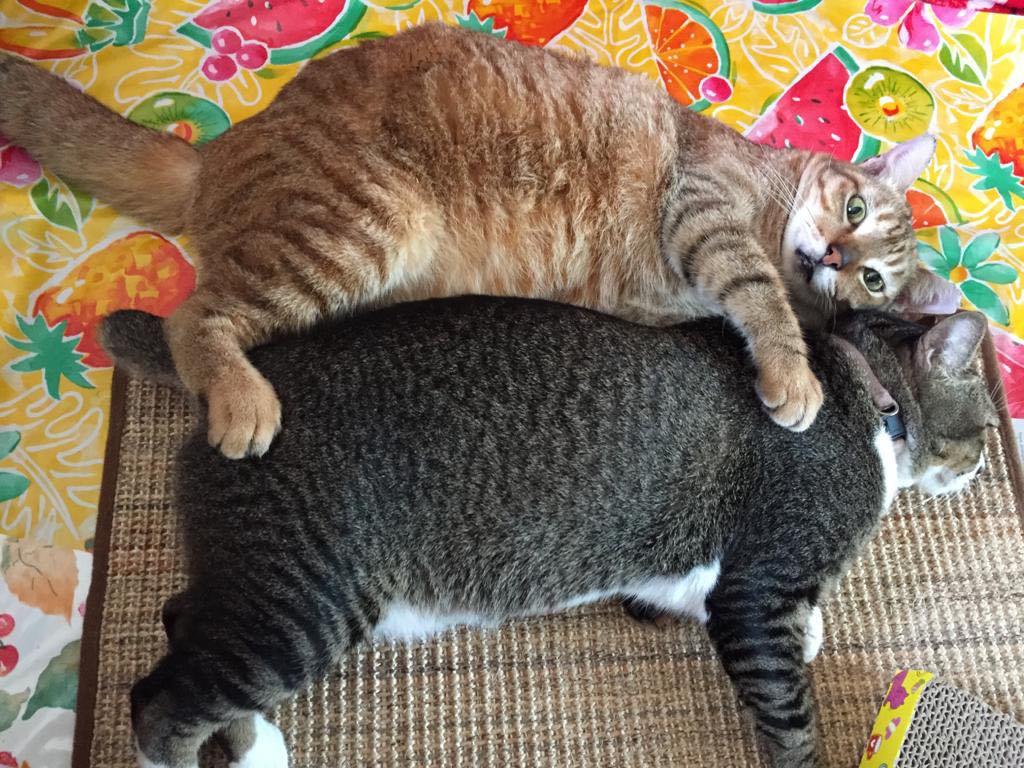 2 Chonky Cats At BCA Academy Face Eviction Due To Complaints, Urgently Seek  A New Home