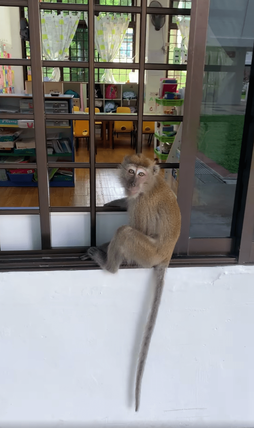 monkey kindergarten window