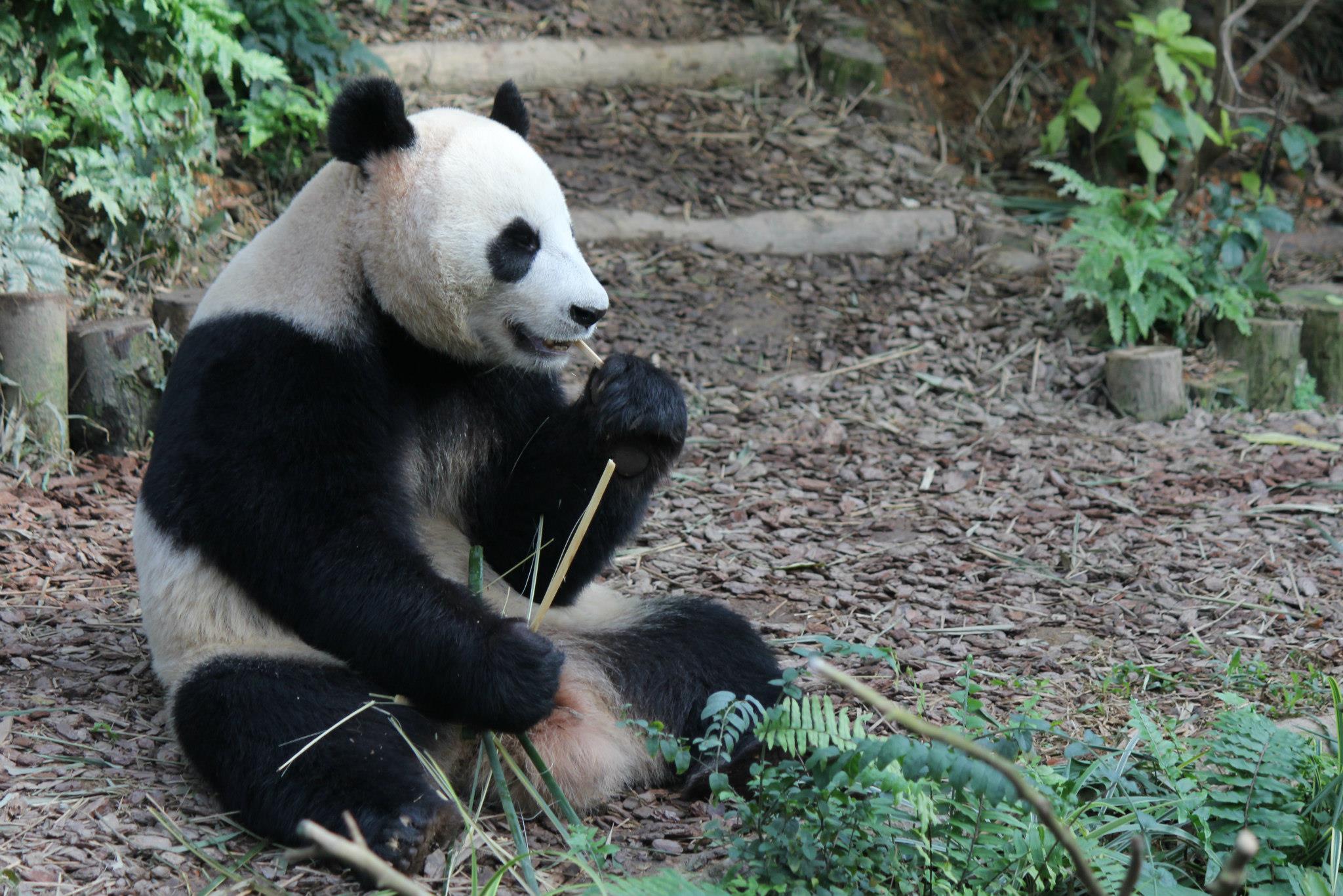 Pandas mating season