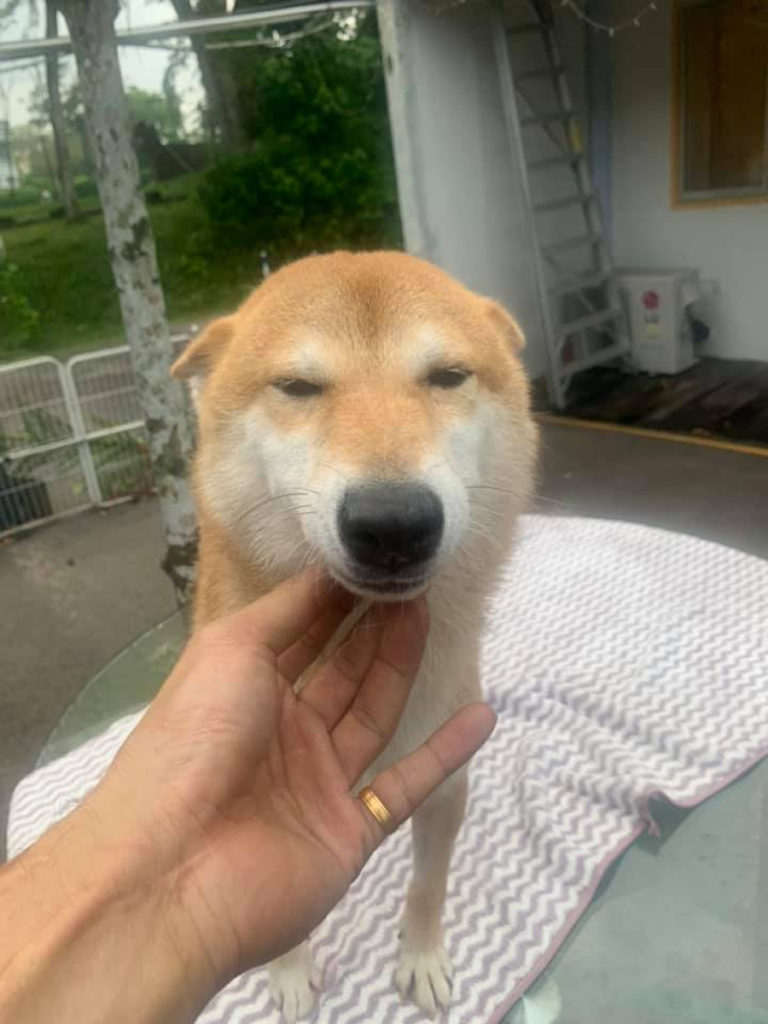 8 Adorable Shiba Inus Up For Adoption, Smiley Doggos Are Only Allowed ...