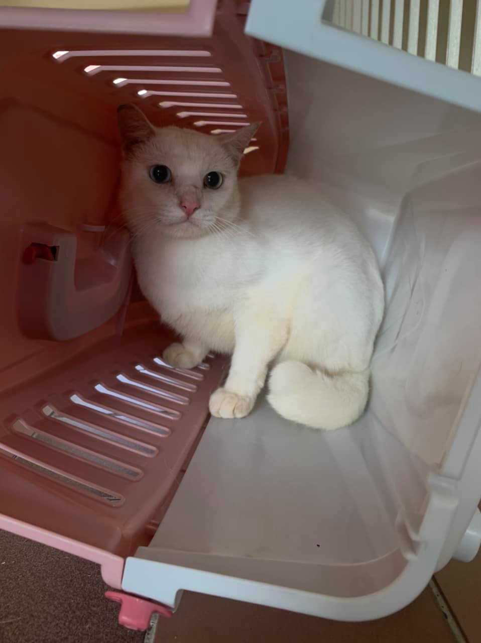 Cat Allegedly Abandoned In Broken Carrier At HDB Lift Lobby, Woman