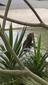 Monkey swims condo
