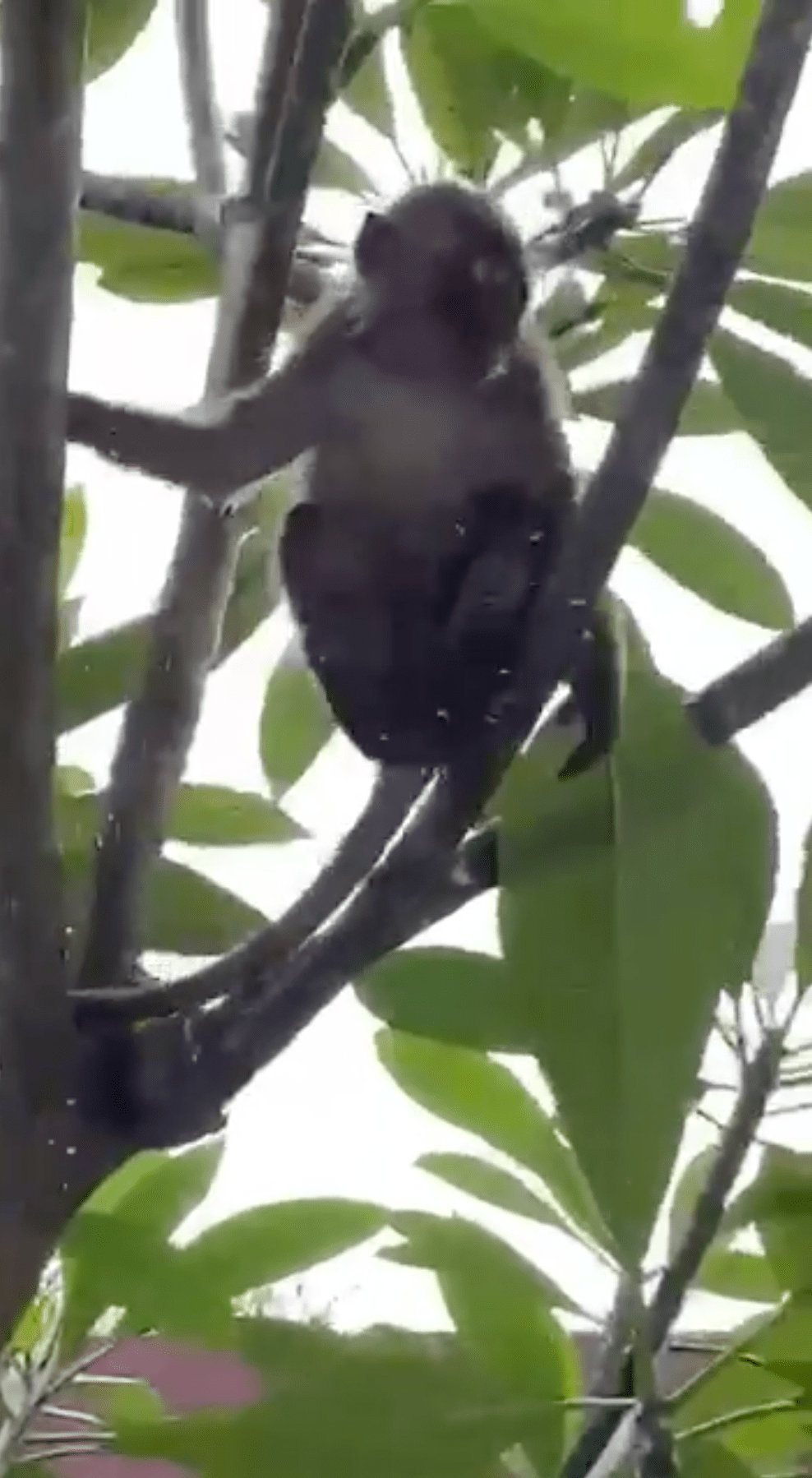 Monkey swims condo