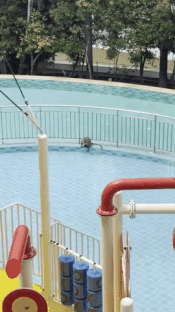monkey swim pool