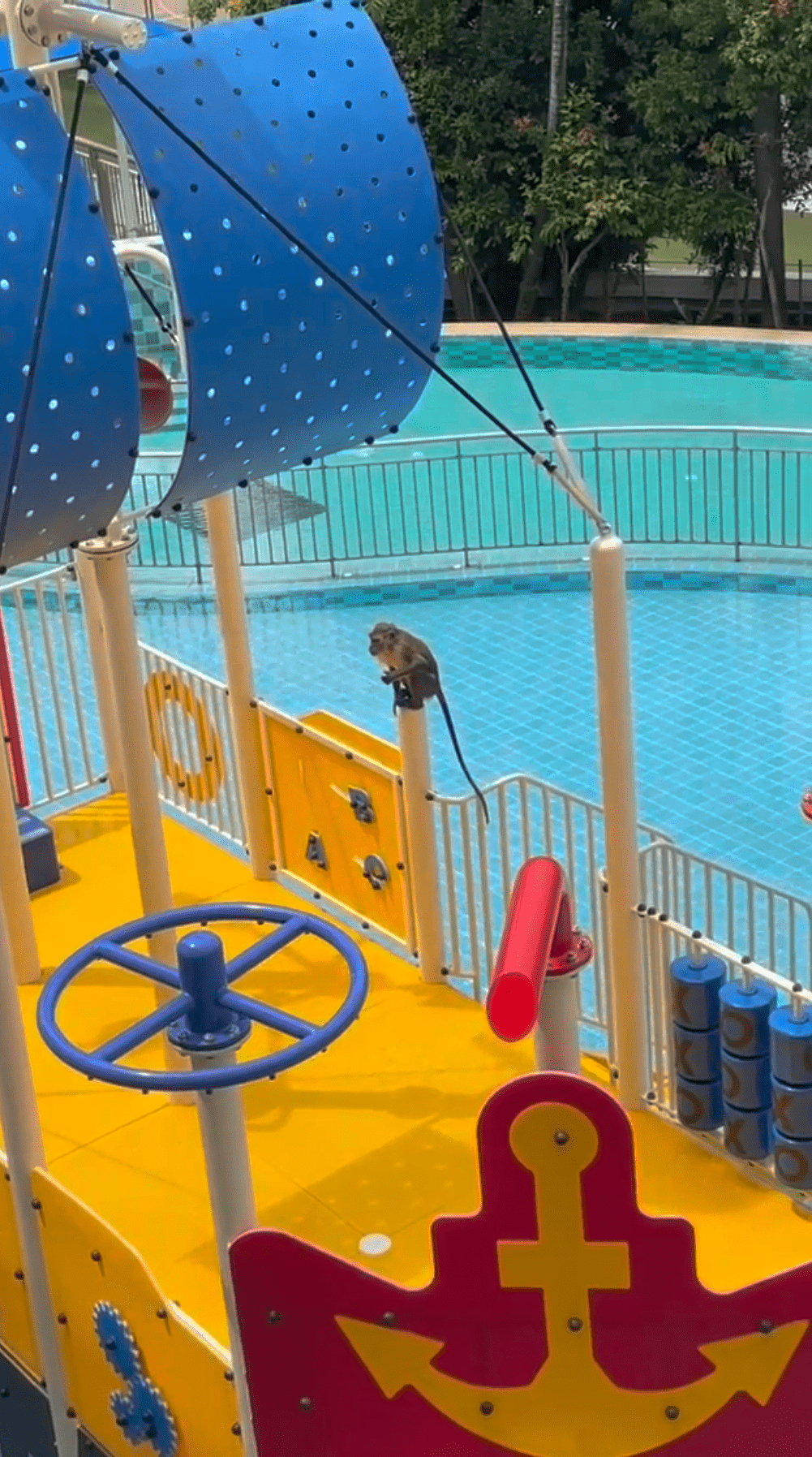 monkey swim pool