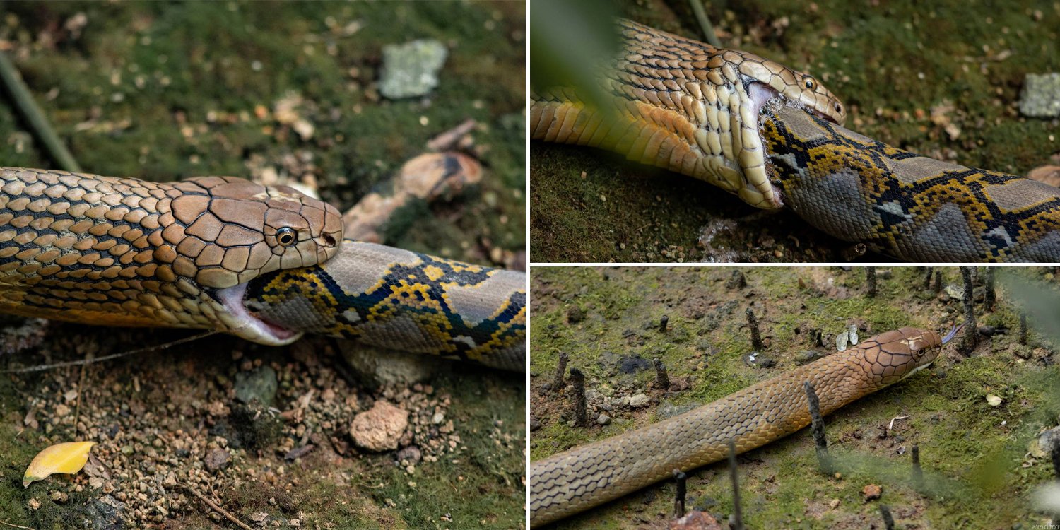 King Cobra Eats Python Whole At Sungei Buloh, Photographer Captures Rare  Spectacle