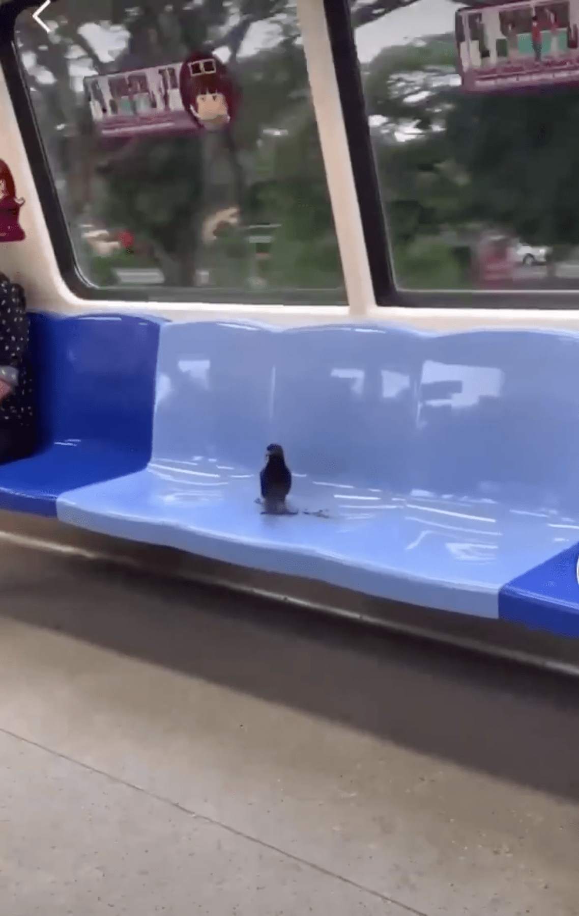bird ride MRT