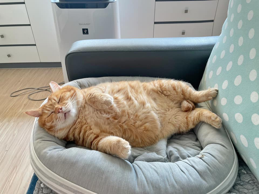 Skinny Rescued Cat Is Now A Chonk Who Likes To Nua All Day Like Garfield