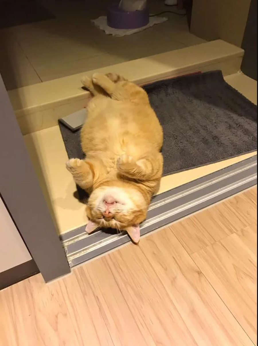 Толстый кот спит