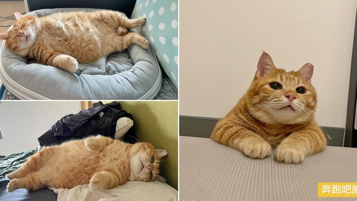 Skinny Rescued Cat Is Now A Chonk Who Likes To Nua All Day Like Garfield