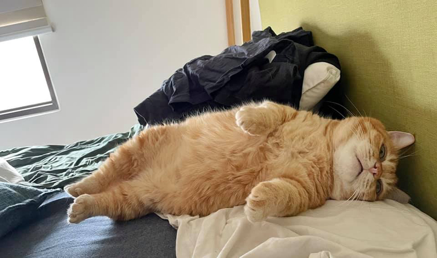 Skinny Rescued Cat Is Now A Chonk Who Likes To Nua All Day Like Garfield