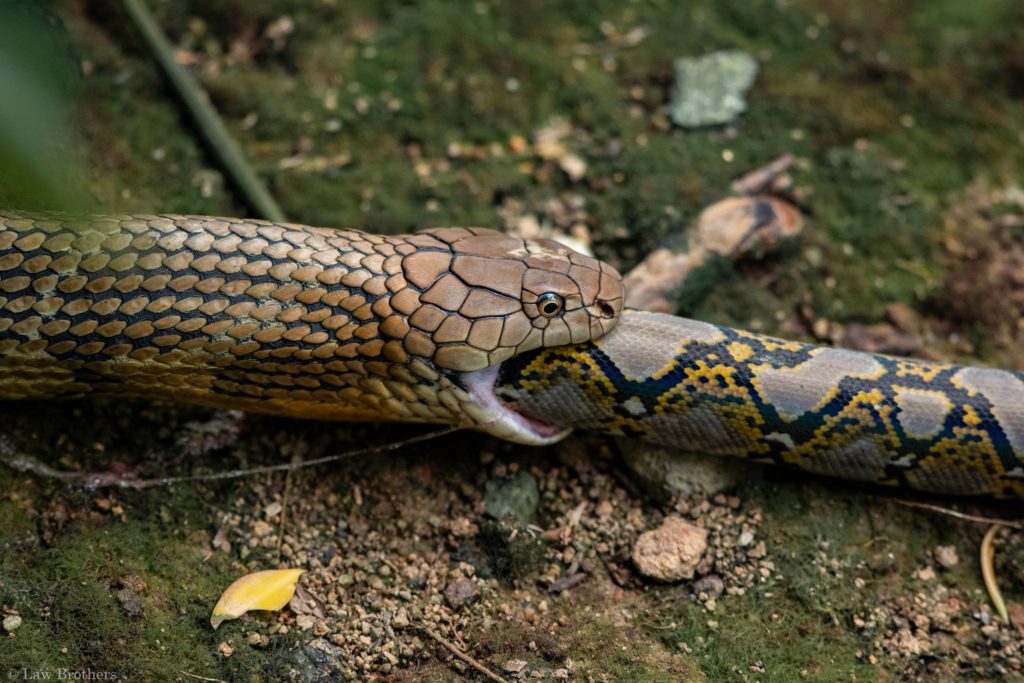King Cobra Eats Python Whole At Sungei Buloh, Photographer Captures ...