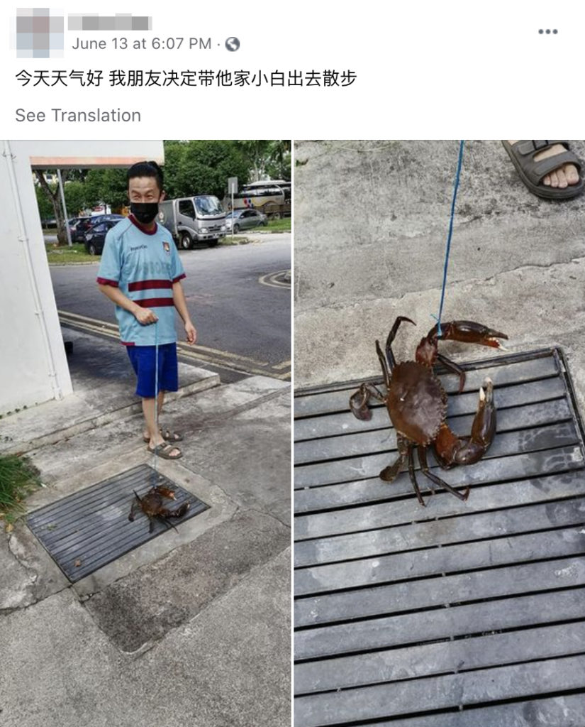 Man Takes Crab For A Walk, Netizens Joke S'pore's 33°C Heat Might Cook It