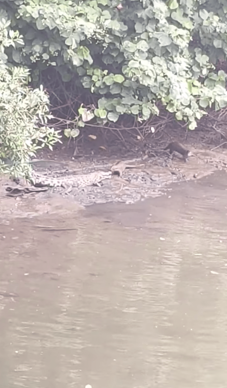 otters resting croc