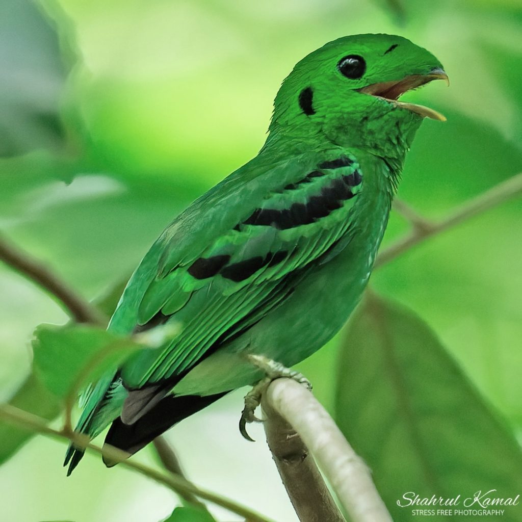 Green Broadbill With Fluffy Beak Seen At Pulau Ubin, Birdwatchers ...