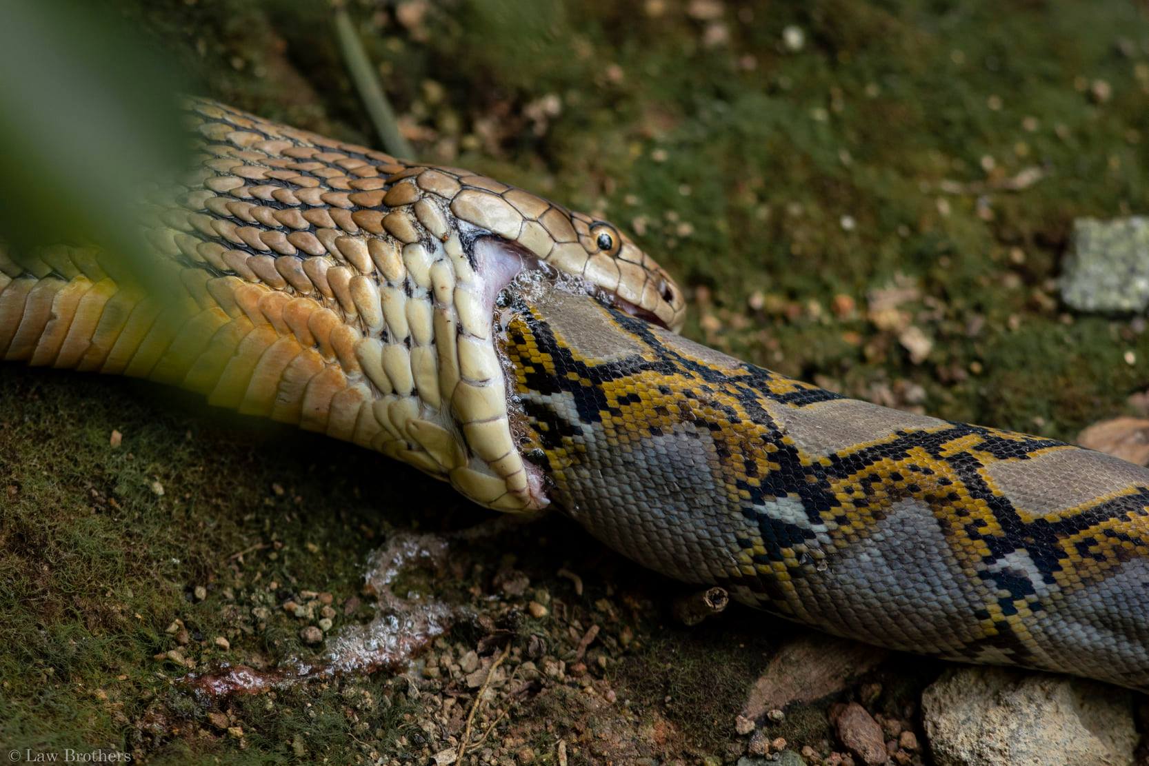 King Cobra Eats Python Whole At Sungei Buloh Photographer Captures