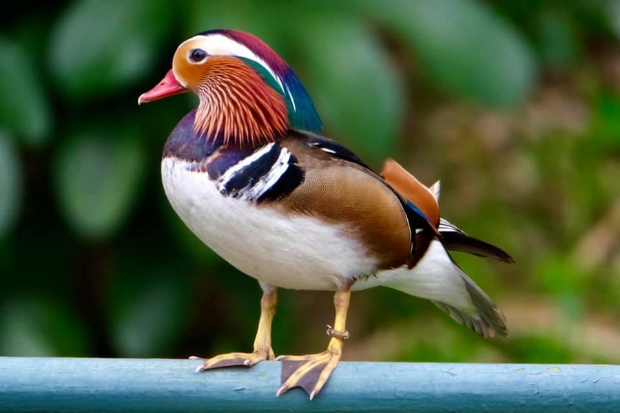 majestic mandarin duck 3