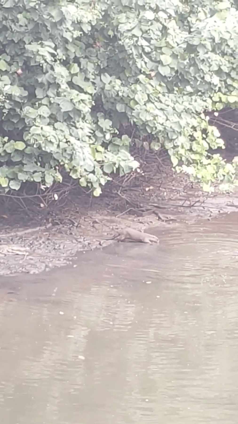 otters resting croc