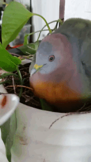 pigeon plant hatchlings 