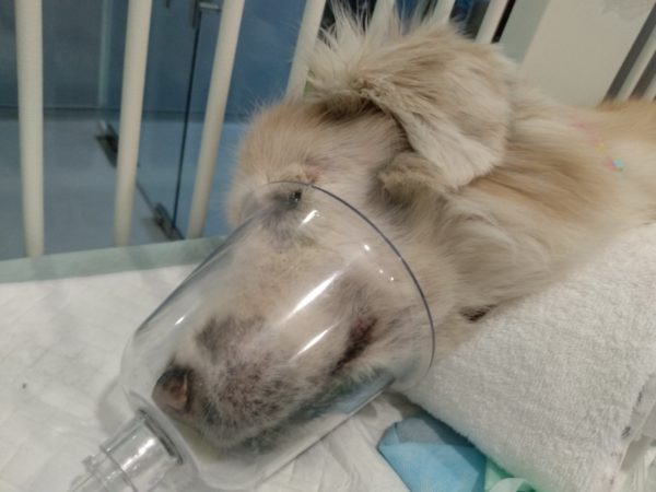 s-pore-golden-retriever-has-low-blood-count-after-surgery-to-remove