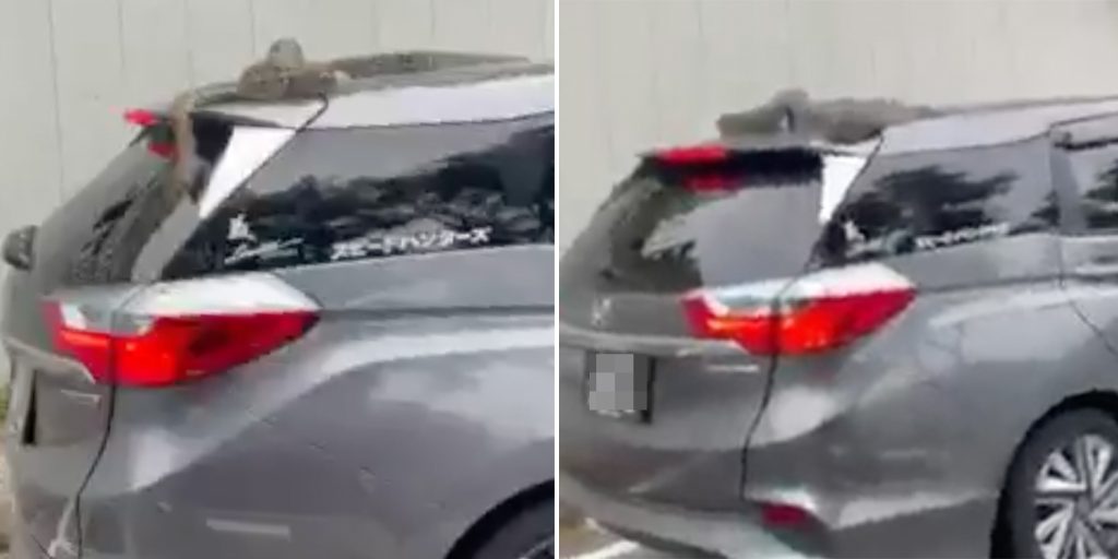 Python Hitches Ride On S Pore Car Looks Like A Grab Passenger