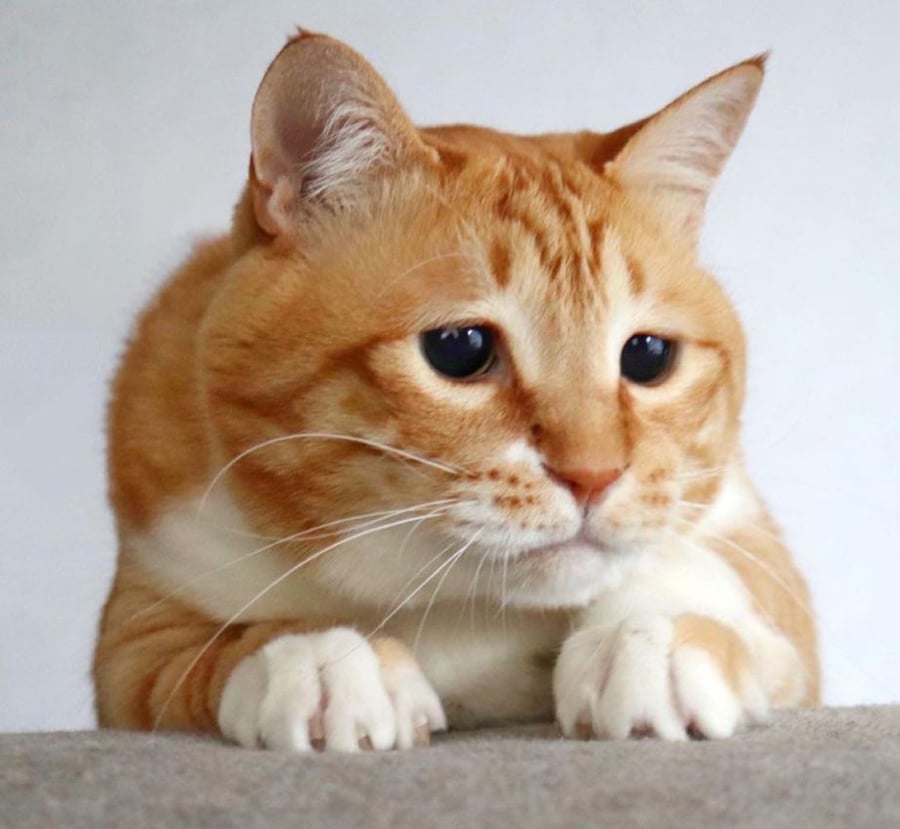 Thicc Ginger Cat Has Perpetually Sad Eyes That Ll Melt Hearts Like Puss In Boots