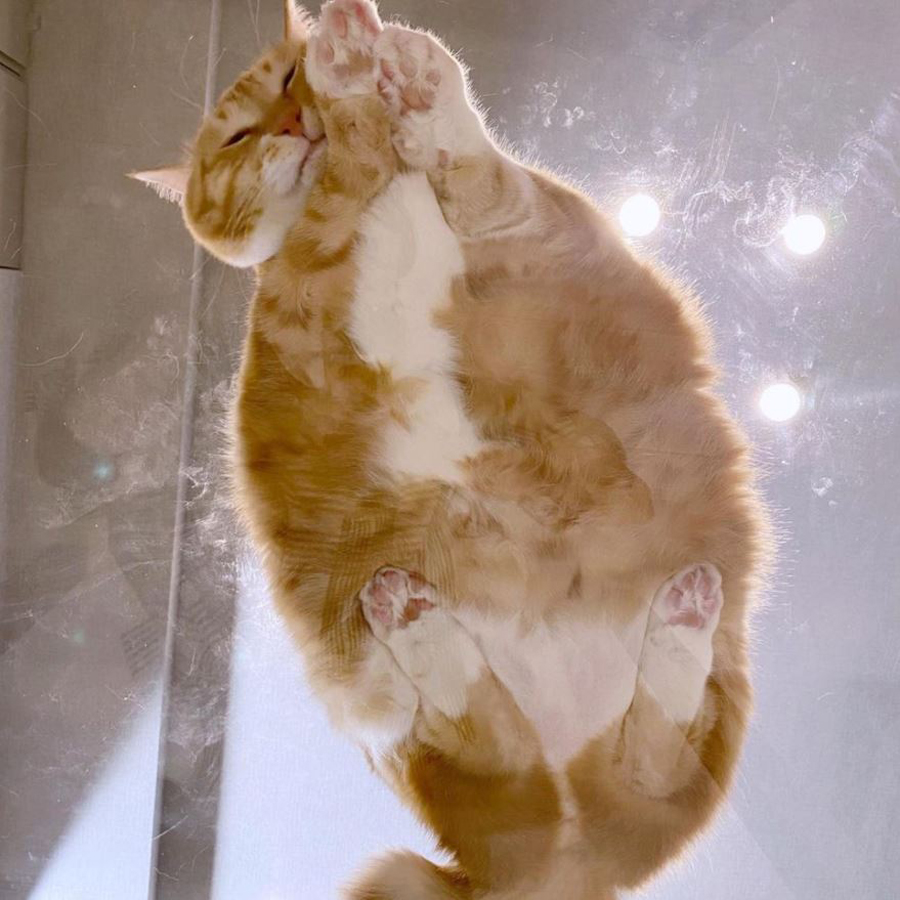 thicc ginger cat 3