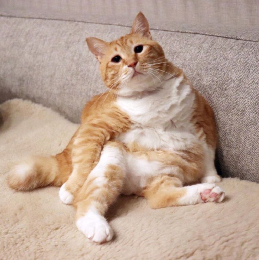 thicc ginger cat 1