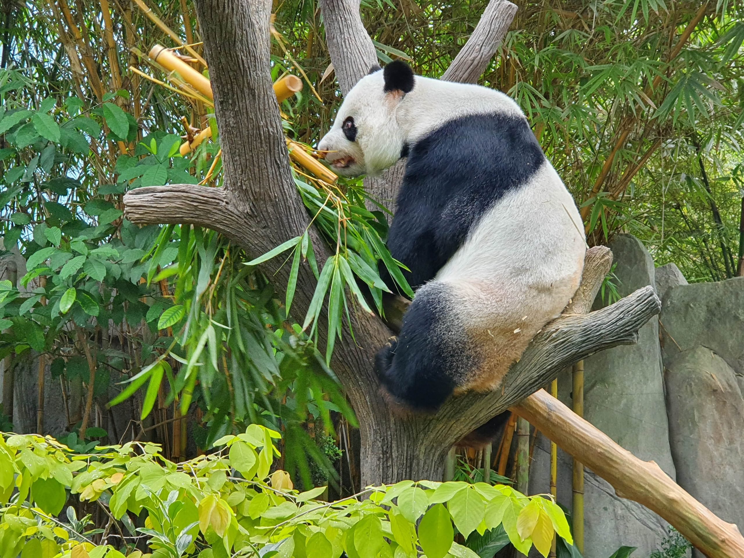 panda cub 14 Aug