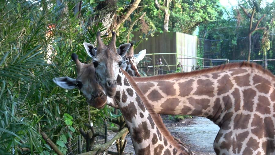 rare giraffes singapore 3