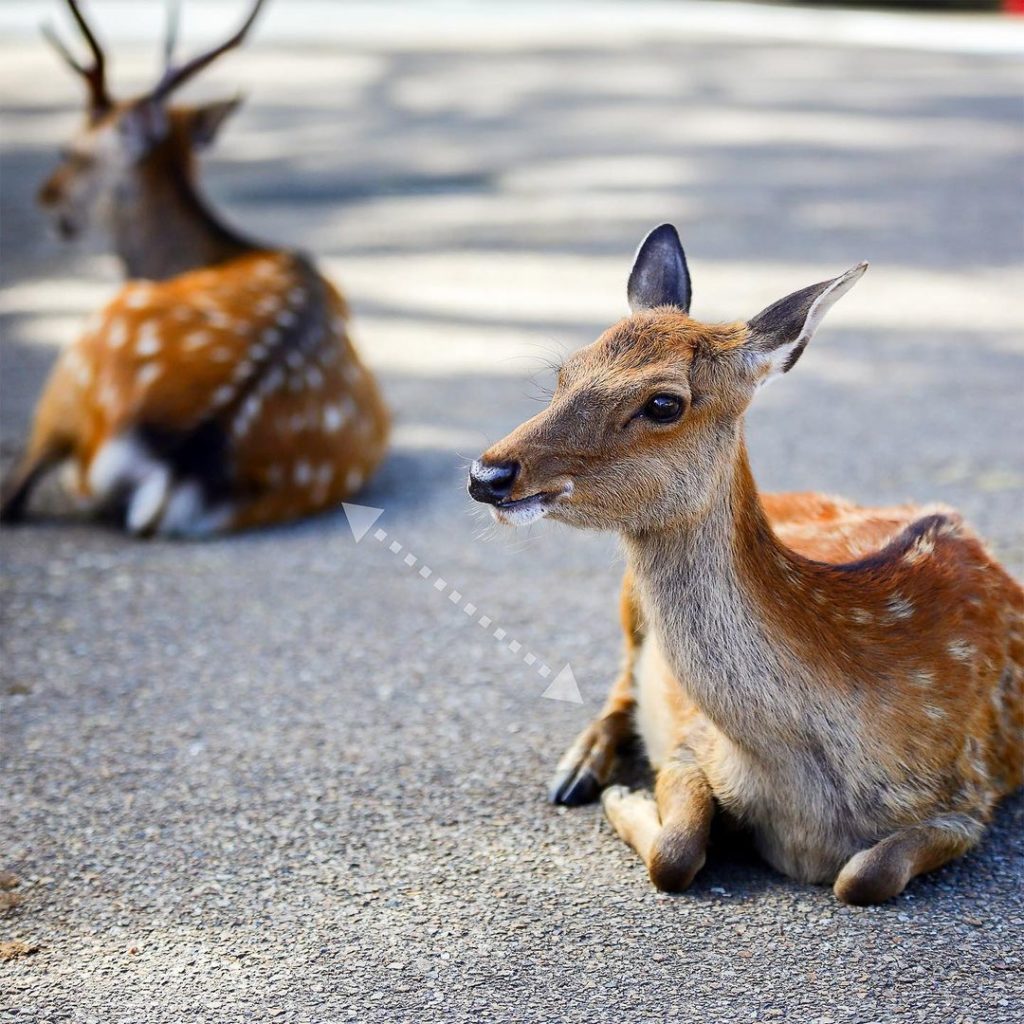 Deers In Japans Nara Park Lepak At Parking Lots Due To Lack Of Visitors