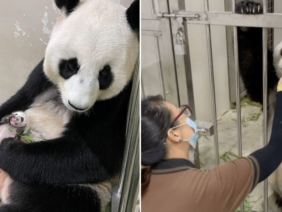 Wildlife Reserves S'pore Hiring Panda Intern, Applicant Must Love Animals &  Content Creation