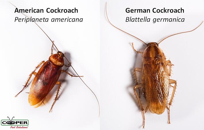 green cockroach thomson