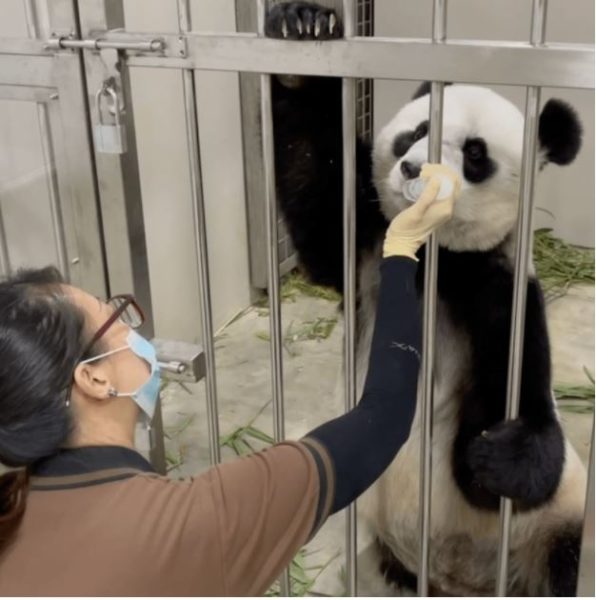 Wildlife Reserves S'pore Hiring Panda Intern, Applicant Must Love ...