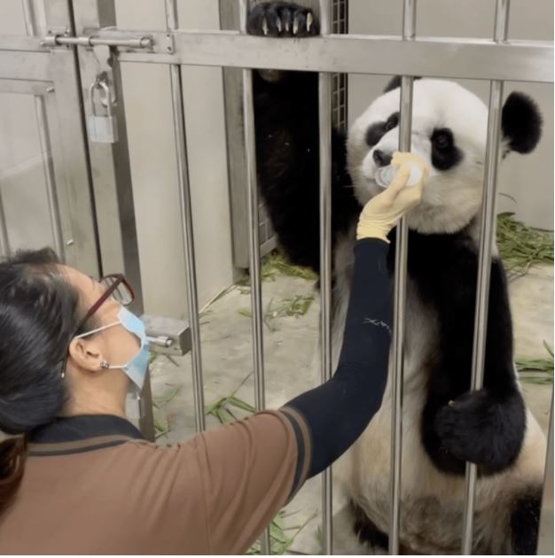 Wildlife reserves panda intern