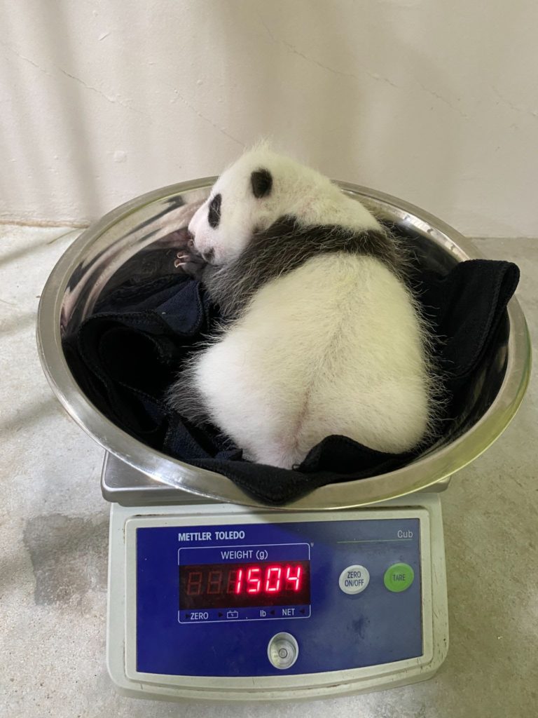 S'pore Panda Cub Weighs 1.5kg After 1 Month, WRS Credits Mum With Good ...