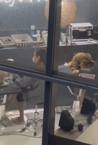 poodle grooming salon