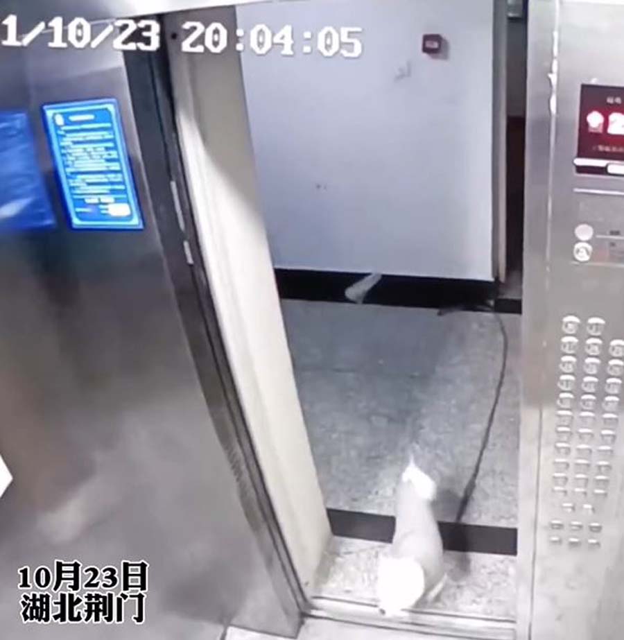 china dog stuck elevator