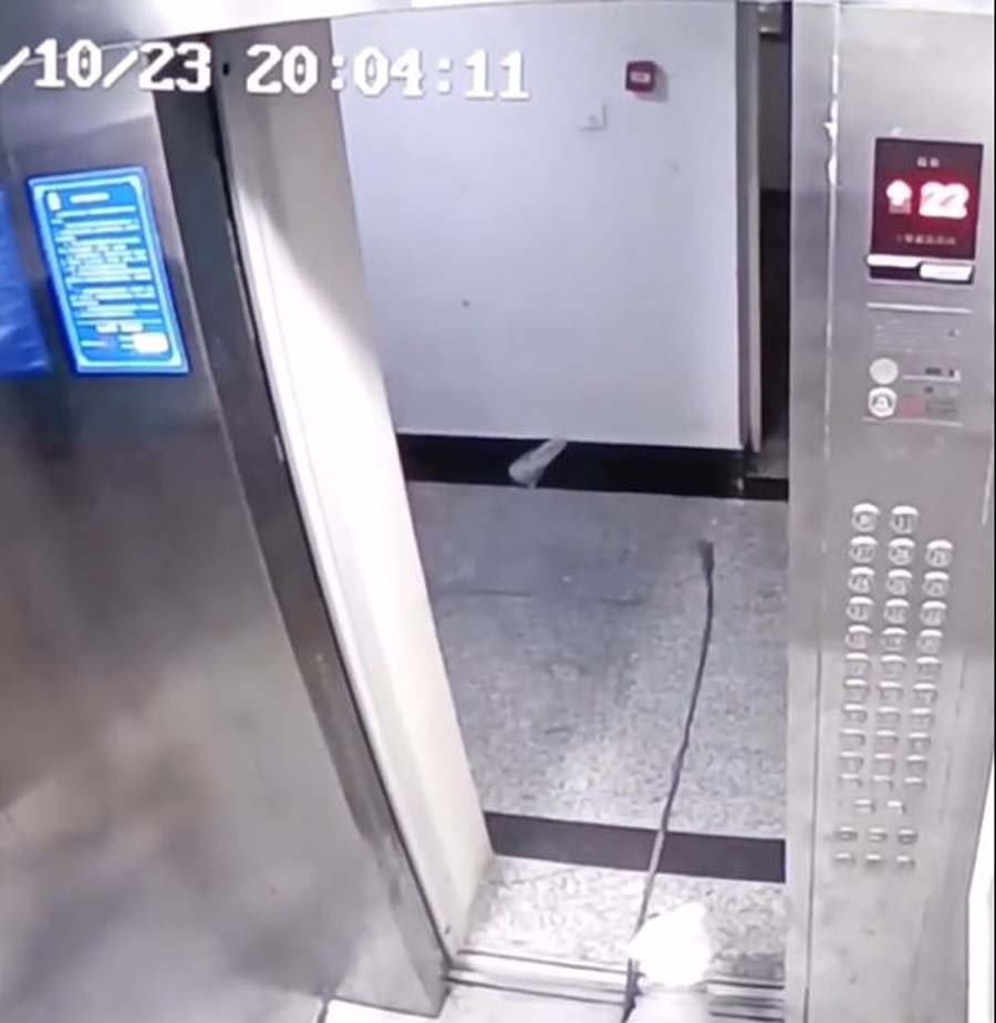 china dog stuck elevator 1