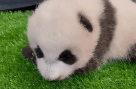 panda cub sneeze