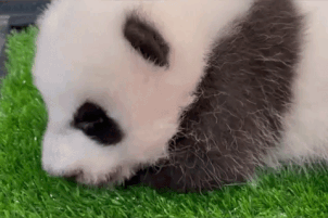 panda cub sneeze