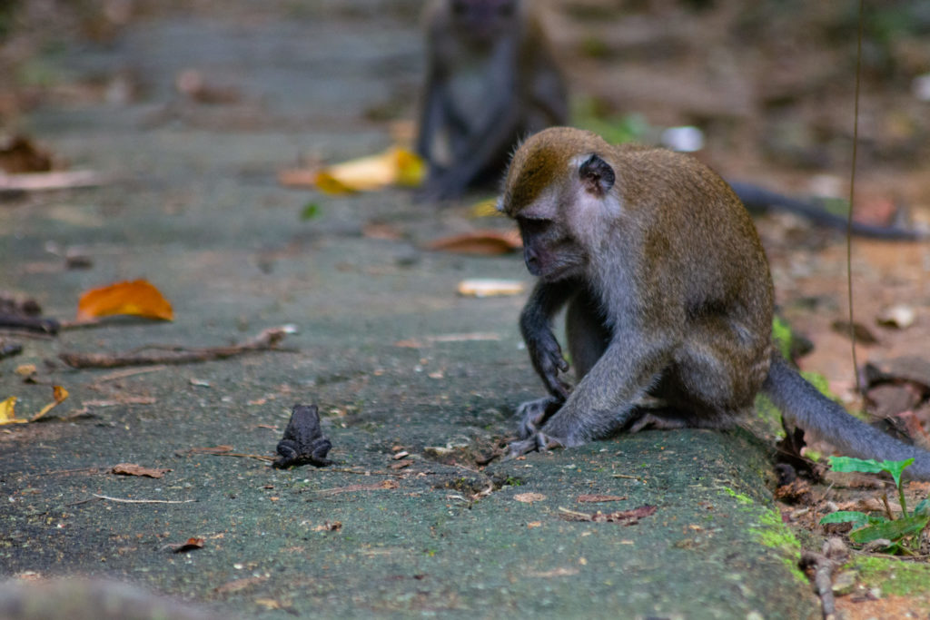 S'pore Toad Suddenly Picked Up By Monkeys For Inspection, Escapes ...