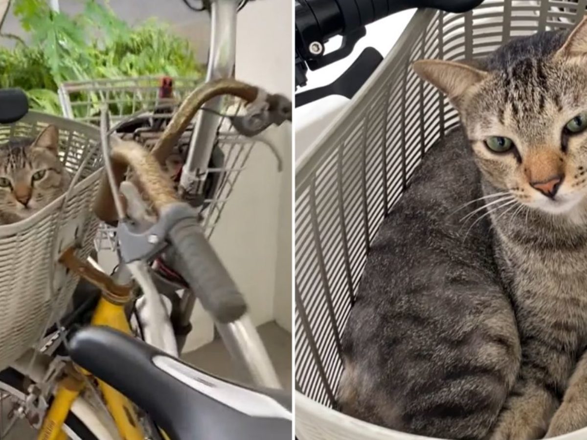 Cat in clearance bicycle basket