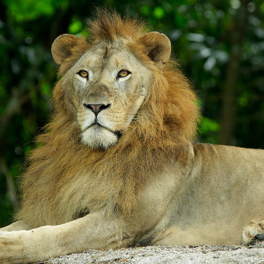 S'pore Zoo Lion Tests Positive For Covid-19, Exhibit Closed To Let It Rest