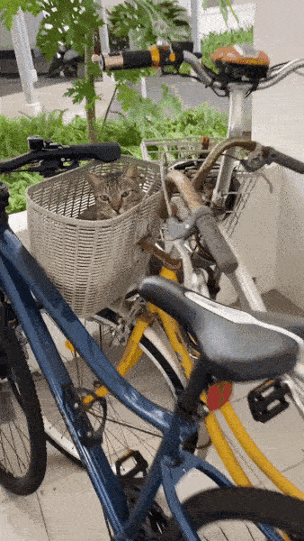 bicycle baskets