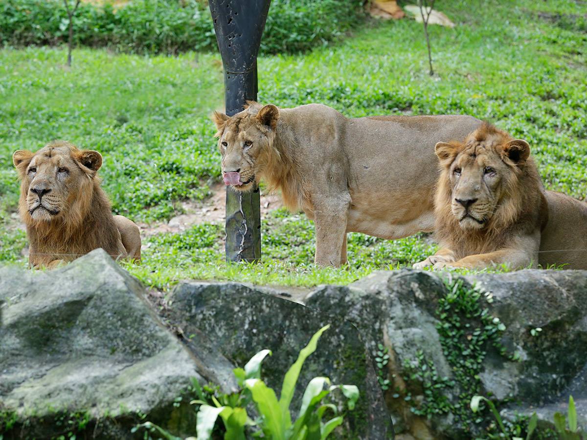zoo lion covid-19
