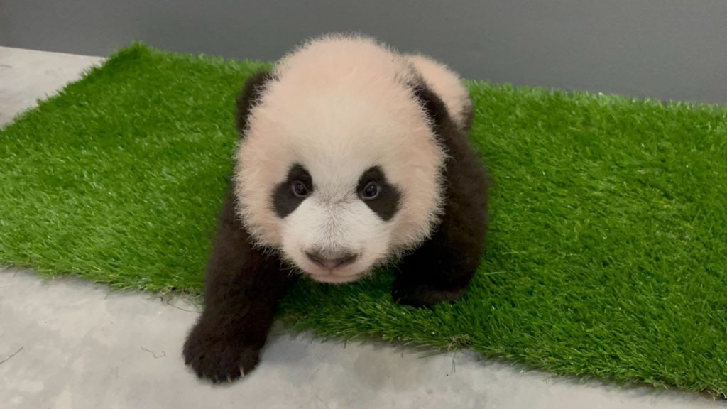 Panda Cub Celebrates 100th Day By Taking First Steps, Public May Visit ...