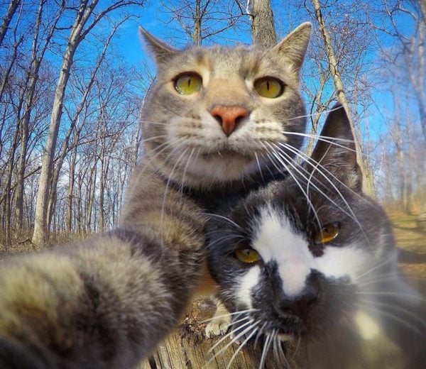 This Cat Is A Selfie King With Animal Friends & Adventures Across The World