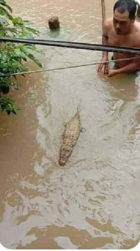 'Crocodile' Found Swimming In M’sia Flood Water, Turns Out To Be A Pillow